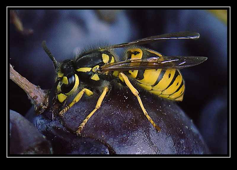 photo "Wesp" tags: nature, macro and close-up, insect