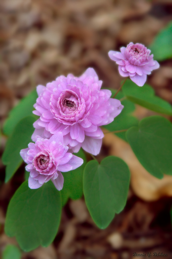 photo "trio" tags: nature, macro and close-up, flowers