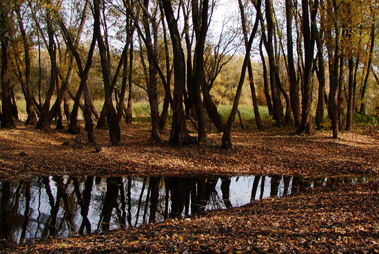 photo "Autumn woodland" tags: landscape, autumn, forest