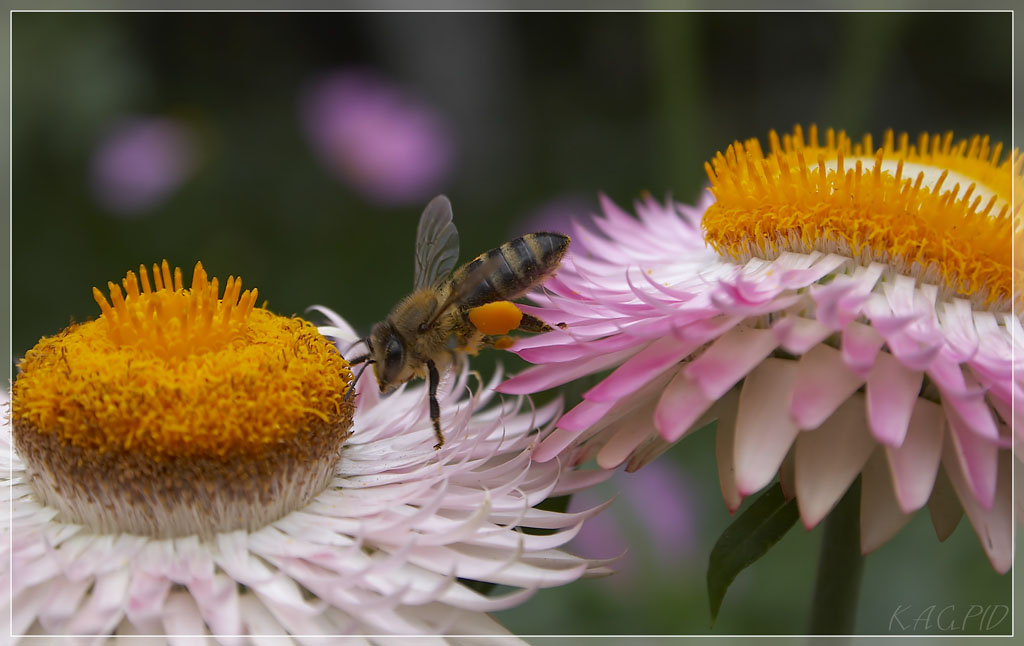 фото "bee" метки: макро и крупный план, 