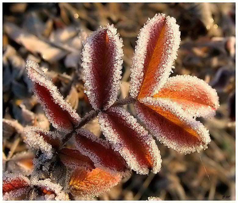 photo "Winter kommt" tags: landscape, macro and close-up, winter
