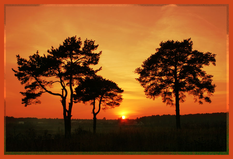 фото "Сосны на закате" метки: пейзаж, закат, лес