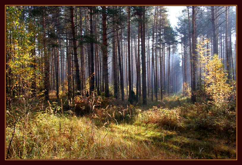 фото "В осеннем лесу" метки: пейзаж, лес, осень