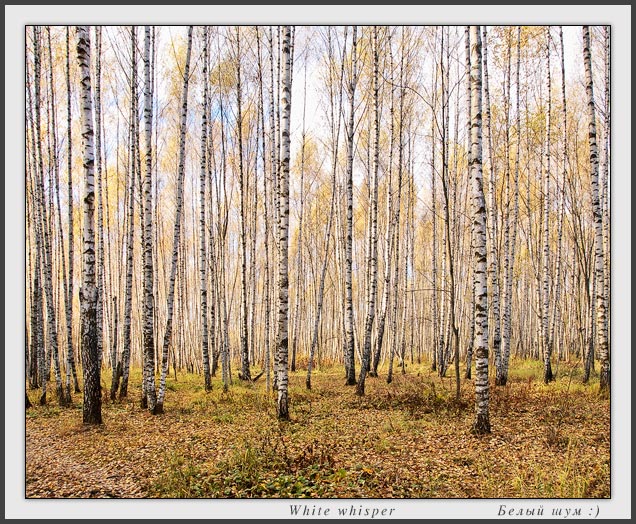 фото "Белый шум :)" метки: пейзаж, лес, осень