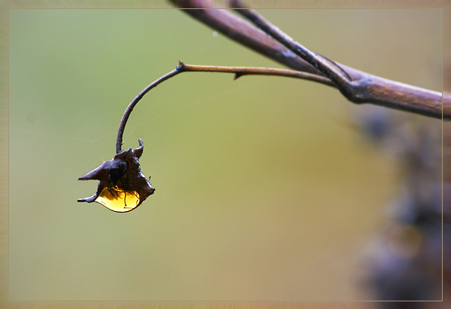 photo "Autumn small lamp" tags: nature, macro and close-up, 