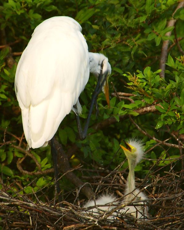 photo "Stop Screaming!" tags: nature, wild animals