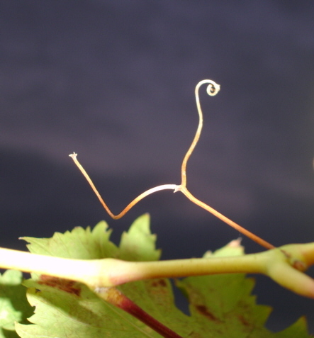 photo "sarmento contra luz" tags: nature, flowers