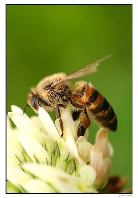 фото ""Bee"" метки: макро и крупный план, 