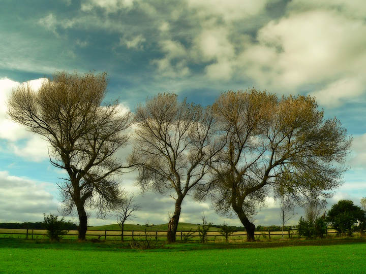 photo "Three Trees" tags: landscape, nature, autumn