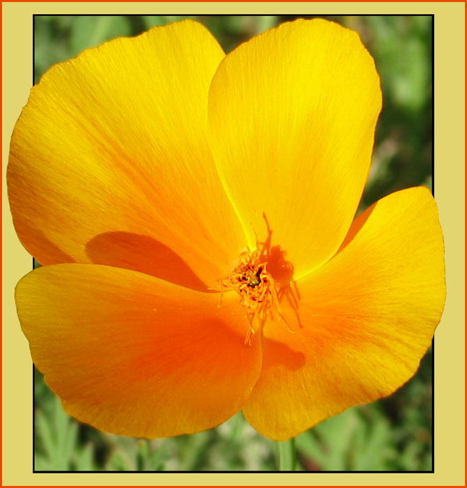 photo "Drop of blood in a gold cup" tags: nature, flowers