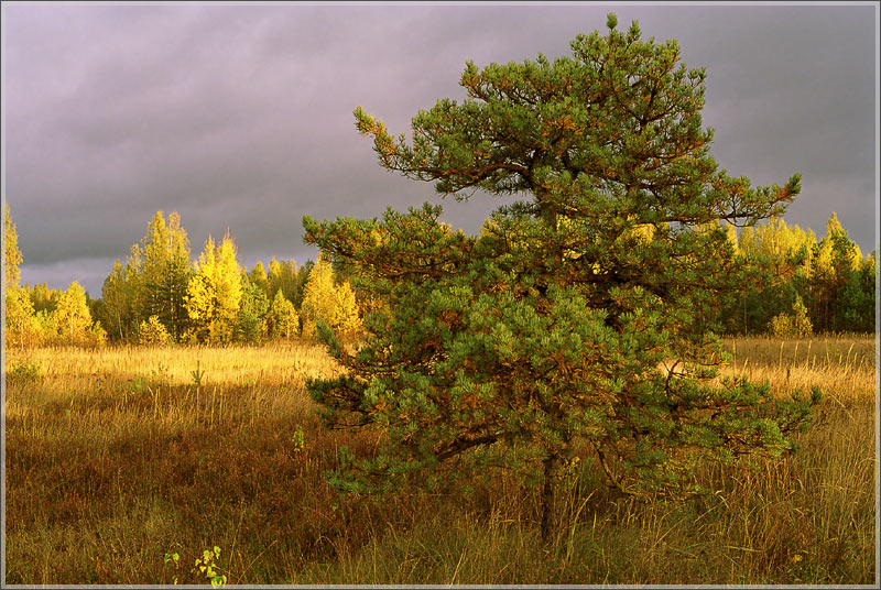 фото "Солнечный зайчик" метки: пейзаж, лес, осень