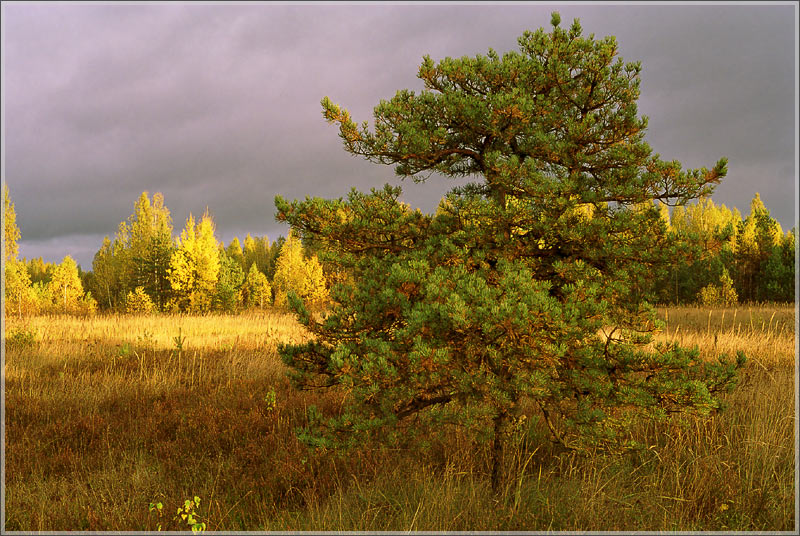 photo "Sunshine in the evening" tags: landscape, autumn, forest