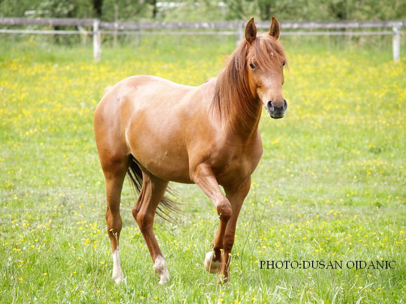 photo "golden Kalisa" tags: nature, pets/farm animals