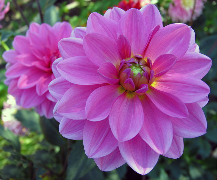 фото "Розовая красотка" метки: природа, макро и крупный план, цветы