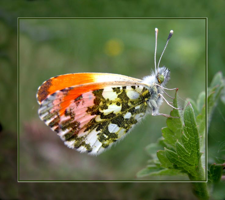 photo "Untitled photo" tags: nature, macro and close-up, insect