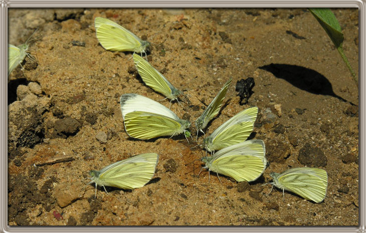 фото "Бабочки на водопое" метки: природа, насекомое