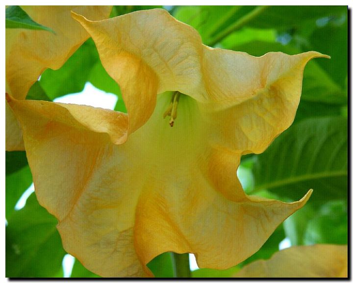 photo "Trumpet Flower" tags: nature, flowers