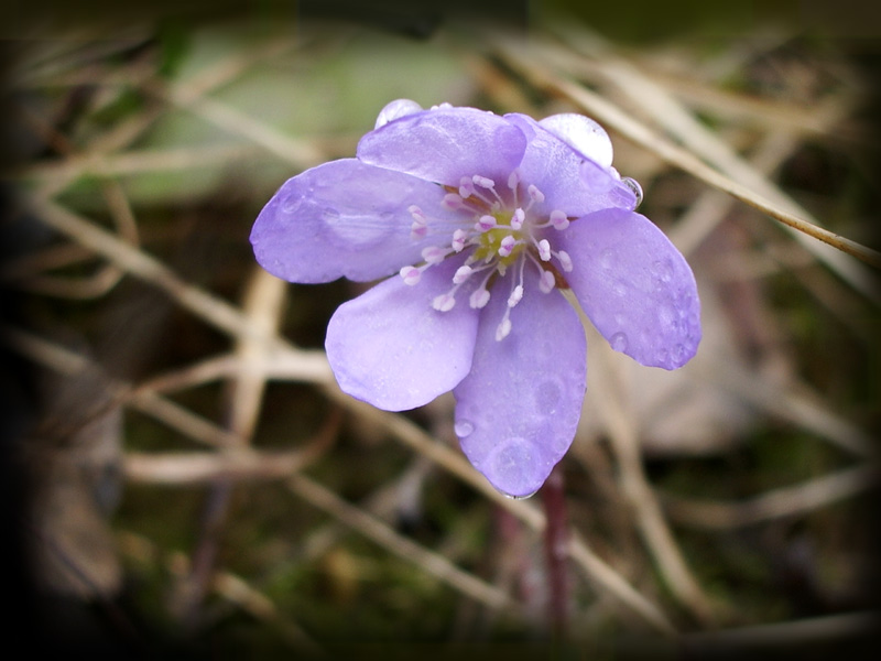 photo "Awakening #2" tags: macro and close-up, nature, flowers