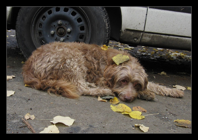 photo "Sad dog" tags: misc., 