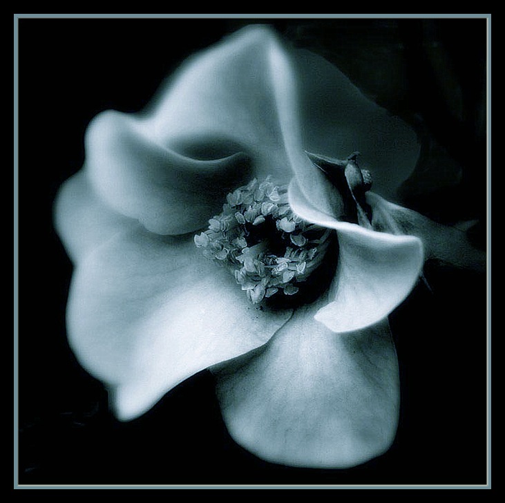 фото "winter's touch" метки: природа, цветы