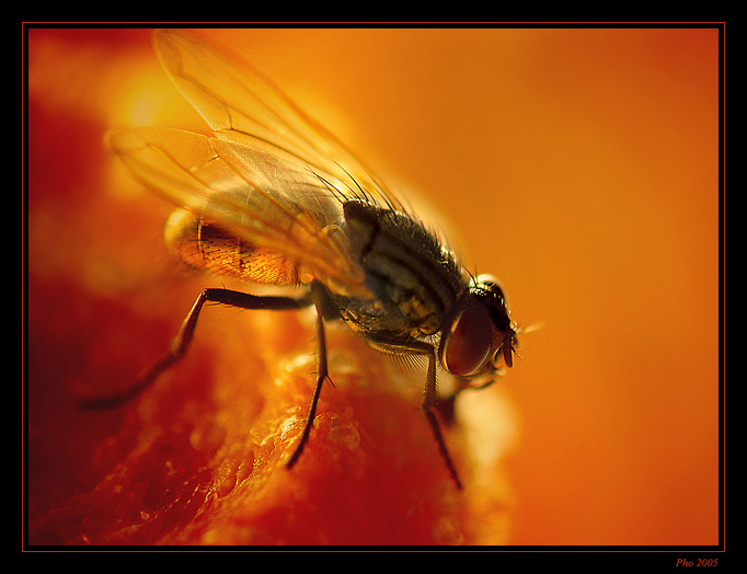 photo "Delicious caramel" tags: macro and close-up, 