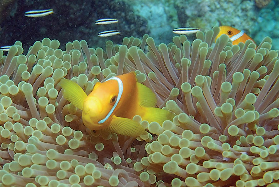 photo "Clown Fish" tags: nature, underwater, wild animals