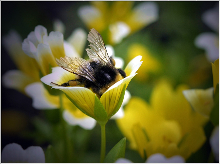 photo "In the Bowl" tags: nature, flowers, insect