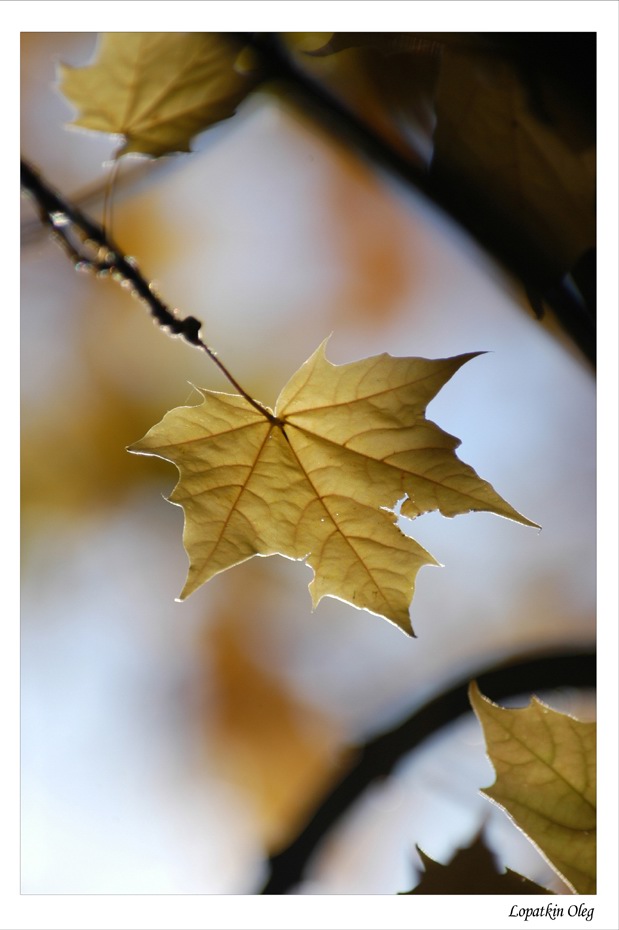 photo "Autumns of a paint 1" tags: macro and close-up, nature, 