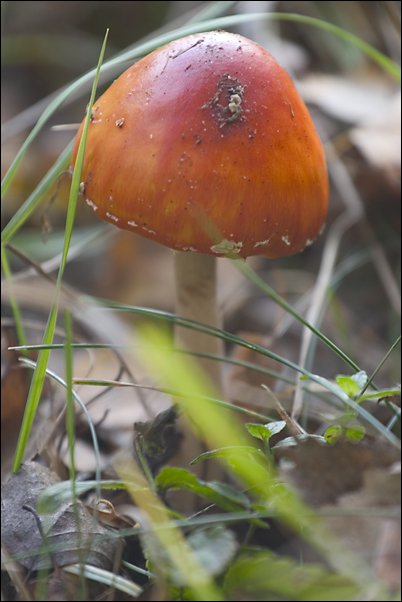 photo "Mushroom :)" tags: macro and close-up, nature, flowers