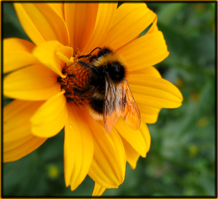 photo "Beeeee" tags: macro and close-up, nature, insect