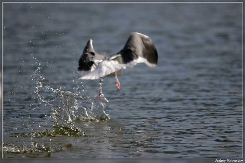 photo "Taking Off" tags: nature, wild animals