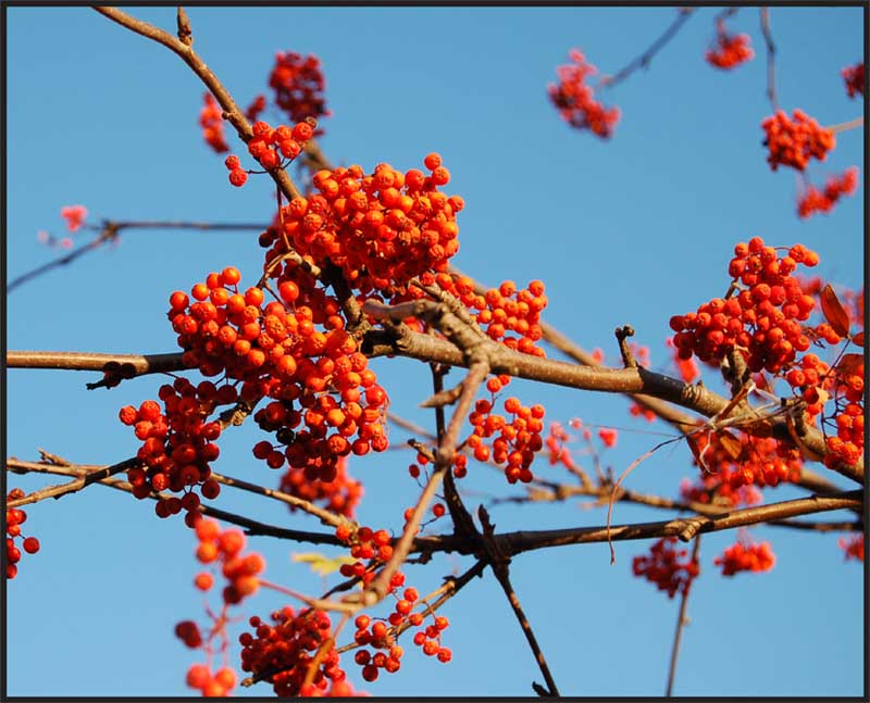 фото "red and blue" метки: природа, цветы