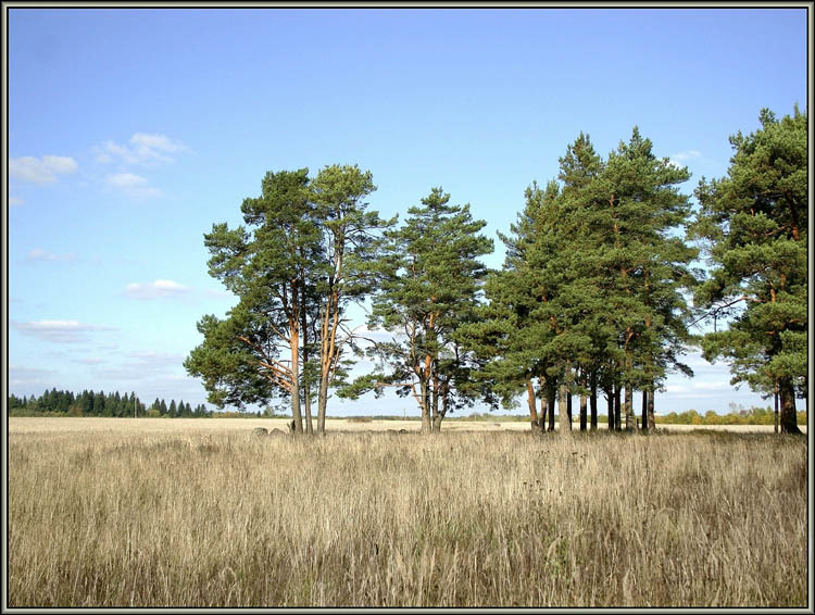 photo "Луговое" tags: landscape, autumn, forest