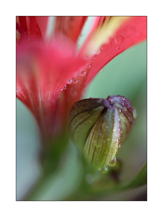 photo "***" tags: nature, macro and close-up, flowers