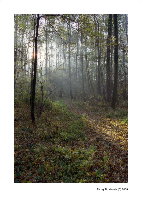 фото "Утро в осеннем парке" метки: природа, пейзаж, осень