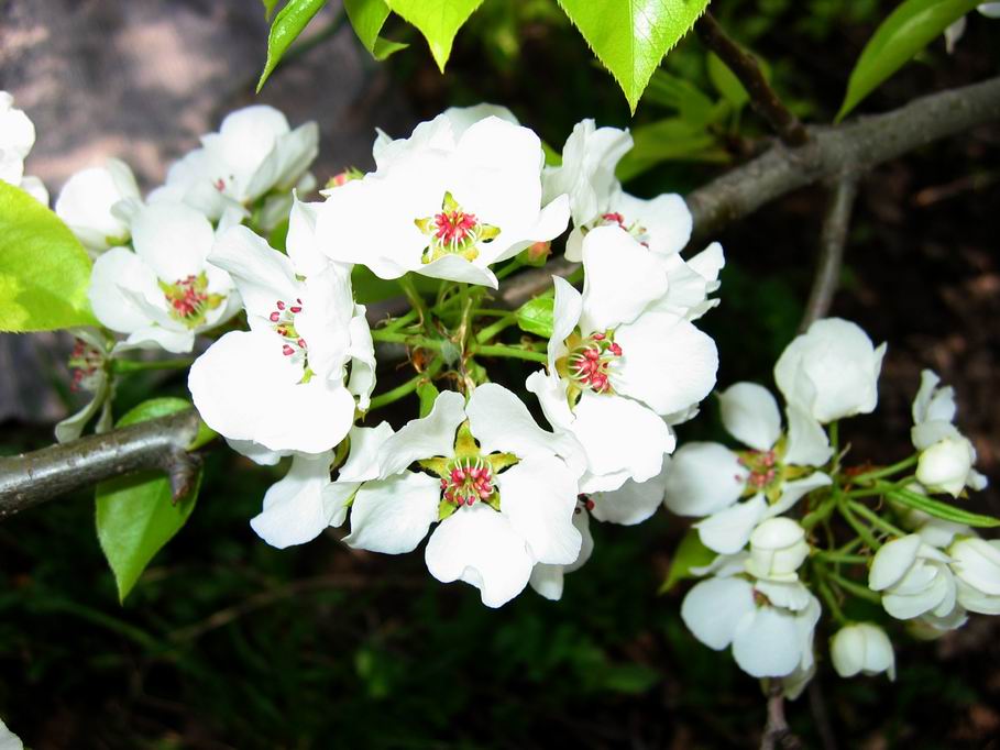 photo "Flowered garden" tags: nature, flowers