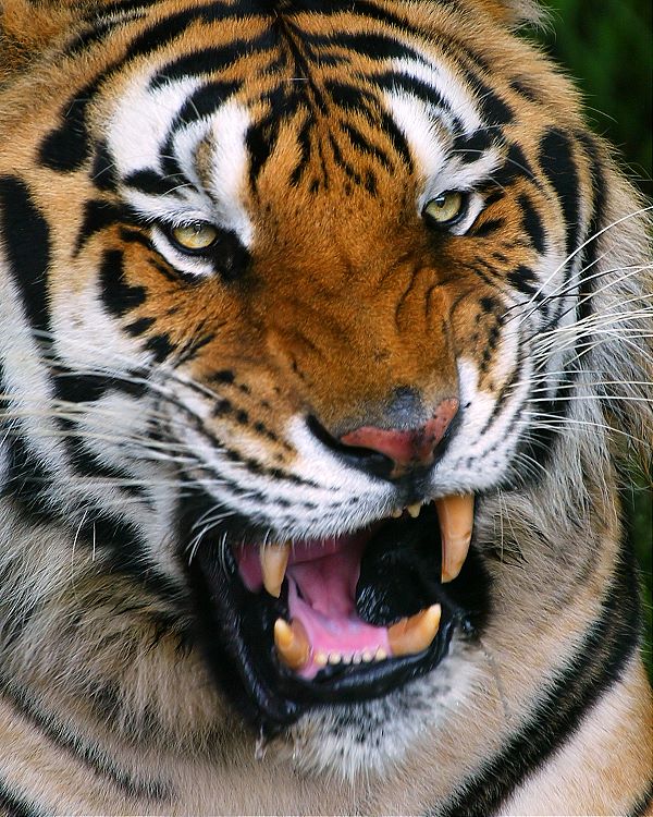 фото "Anger" метки: природа, дикие животные