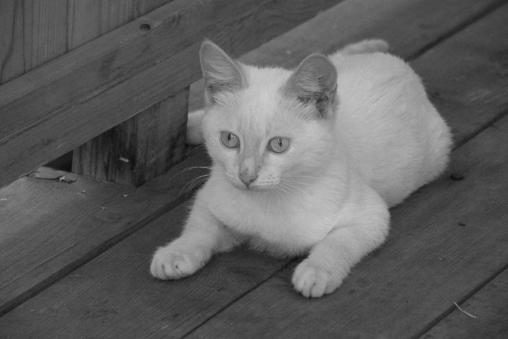 photo "Simply white" tags: black&white, nature, pets/farm animals