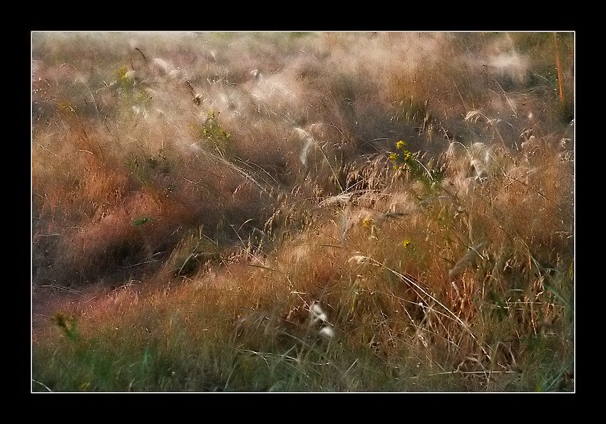 photo "Impressions d'un soir d'йtй..." tags: landscape, nature, flowers, summer