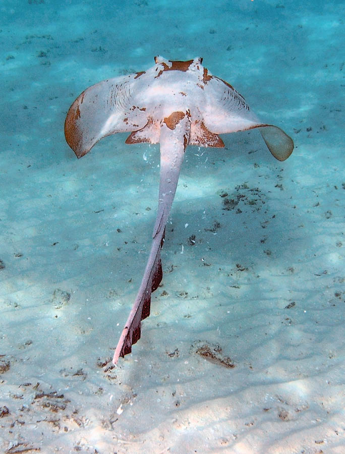 photo "Shaking off camouflage see-sand..." tags: nature, underwater, wild animals