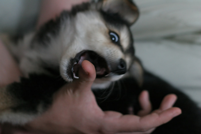 photo "hand that feeds you..." tags: nature, pets/farm animals