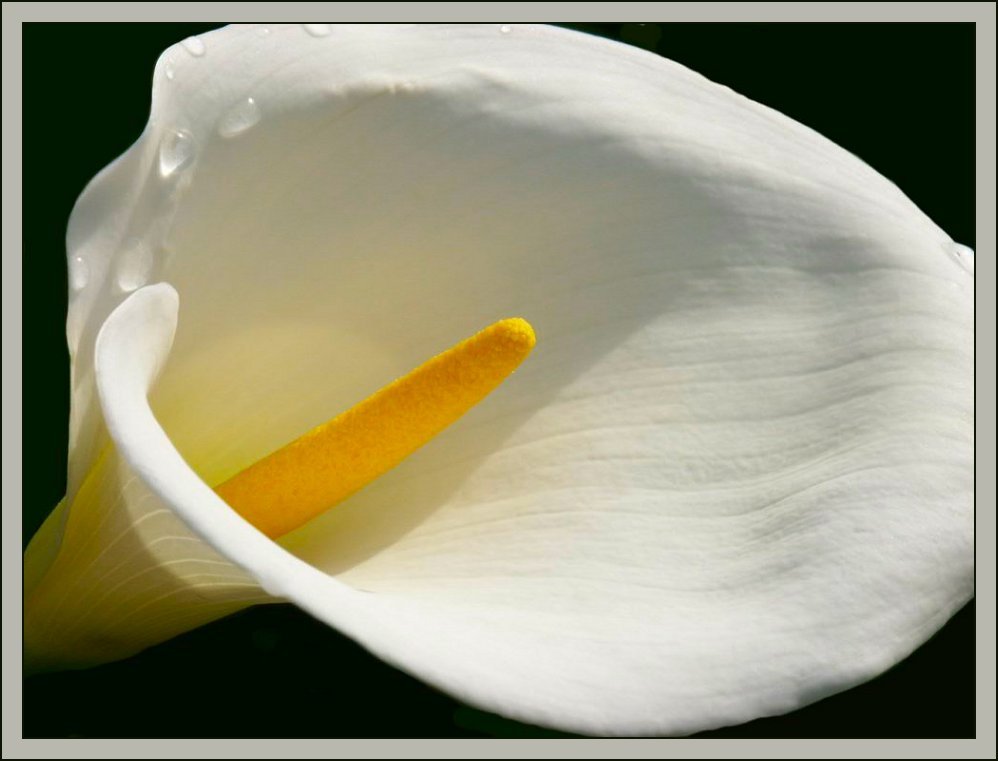 фото "Symphony in White and Yellow (Melody of love!)" метки: природа, цветы