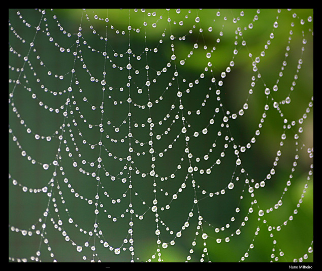 photo "Tears of the morning" tags: macro and close-up, 