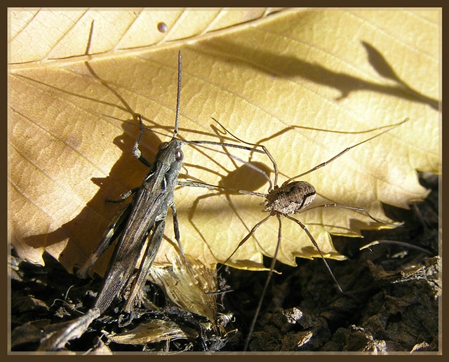 photo "Shadow play" tags: nature, macro and close-up, insect