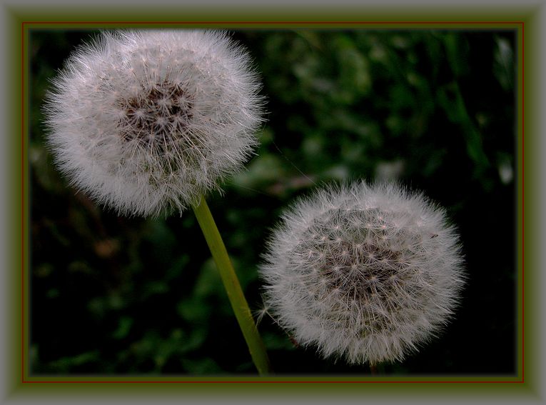 фото "waiting together" метки: природа, макро и крупный план, цветы