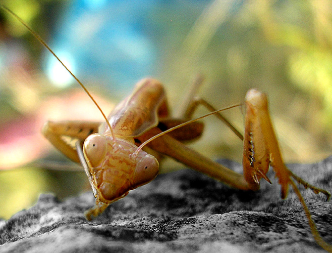 photo "Mantis religiosa5" tags: macro and close-up, 
