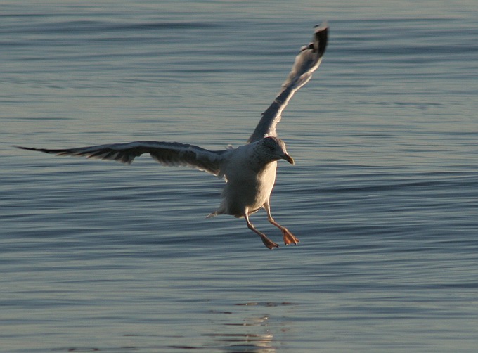 photo "Jump" tags: nature, wild animals