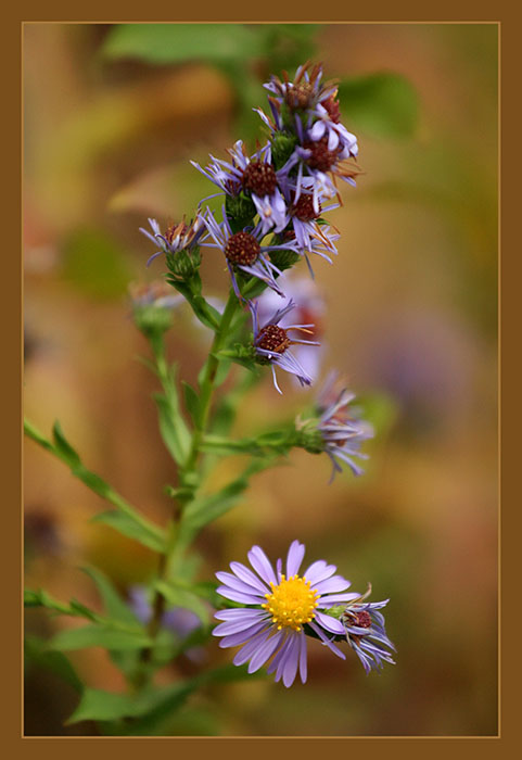 фото "Flower" метки: природа, цветы