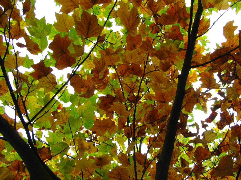 фото "Arriva l'autunno" метки: природа, пейзаж, осень, цветы