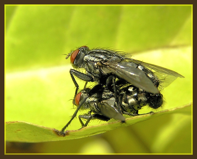 photo "Intimity" tags: nature, macro and close-up, insect